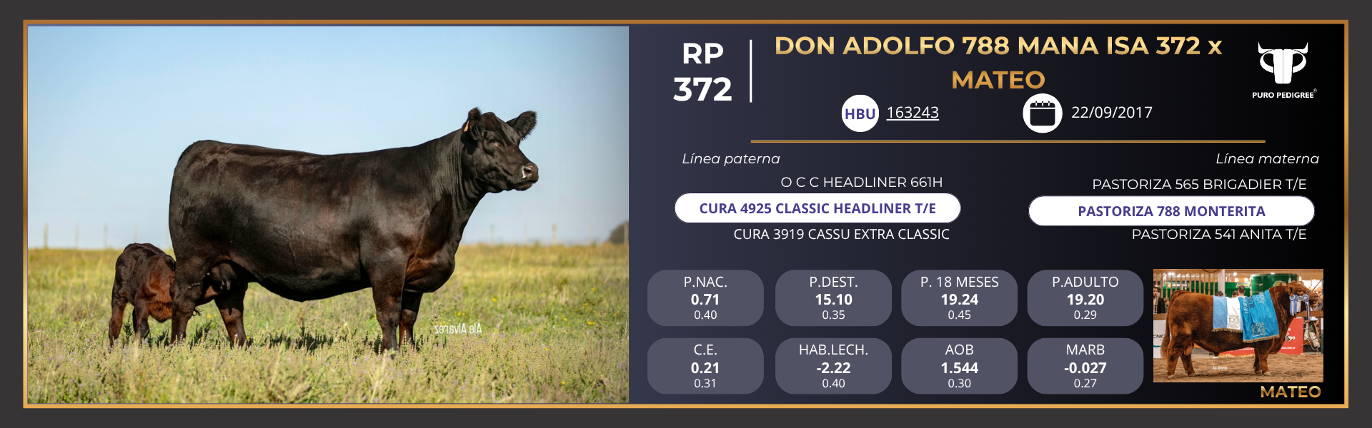Ficha DON ADOLFO 788 MANA ISA 372 x MATEO Ficha DON ADOLFO 788 MANA ISA 372 x MATEO