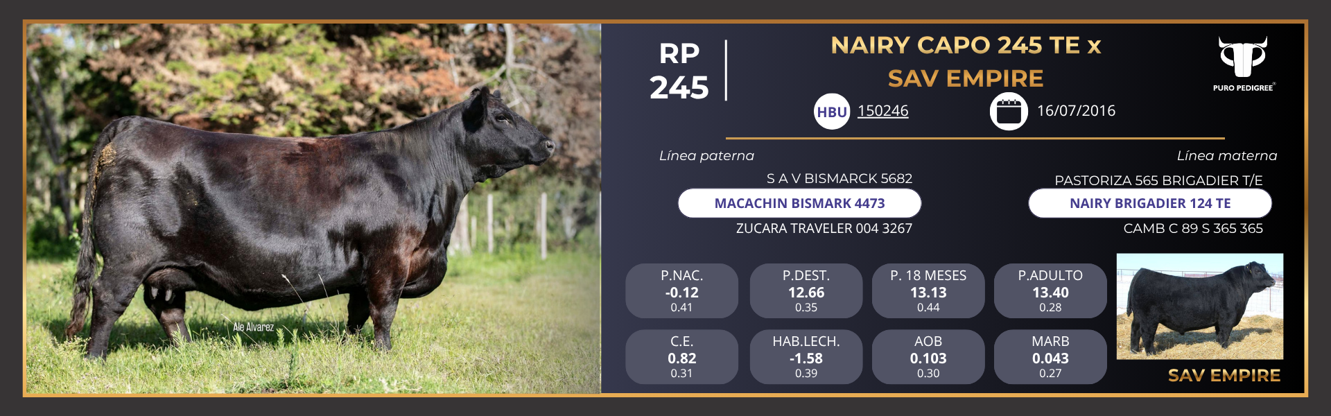 ANG - Ficha NAIRY CAPO 245 TE x SAV EMPIRE ANG - Ficha NAIRY CAPO 245 TE x SAV EMPIRE