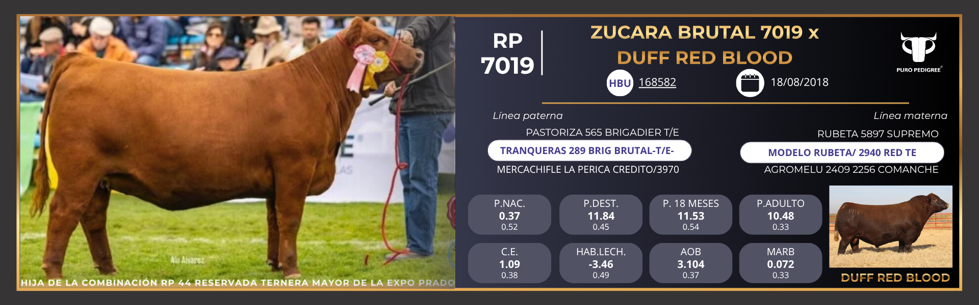 Ficha ZUCARA BRUTAL 7019 x DUFF RED BLOOD Ficha ZUCARA BRUTAL 7019 x DUFF RED BLOOD