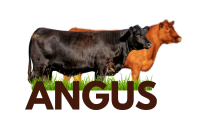 ANGUS VACA  ICONO