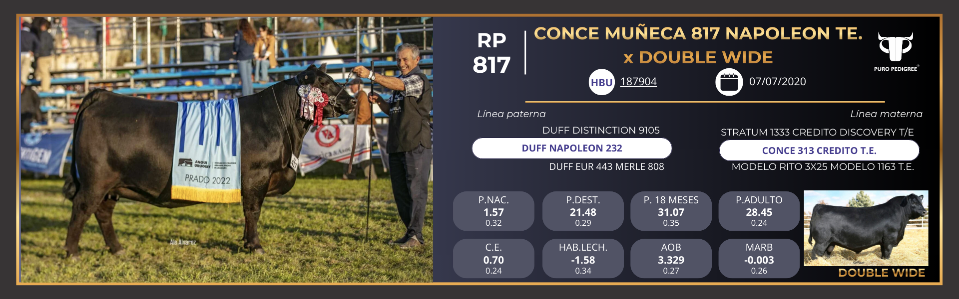 CONCE MUÑECA 817 NAPOLEON TE. x DOUBLE WIDE