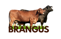 BRAGUS  VACA  ICONO