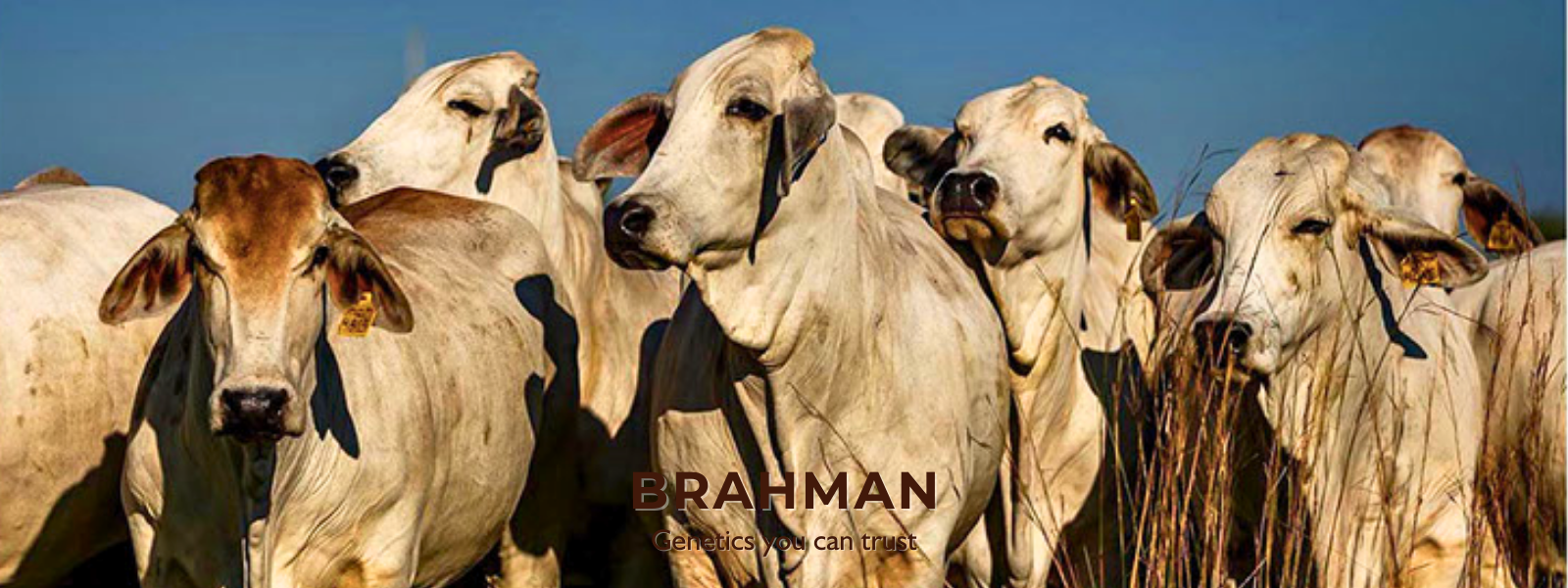 BRAHMAN (EN)