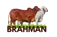 BRAHMAN VACA  ICONO