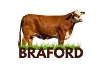 Braford  VACA  ICONO