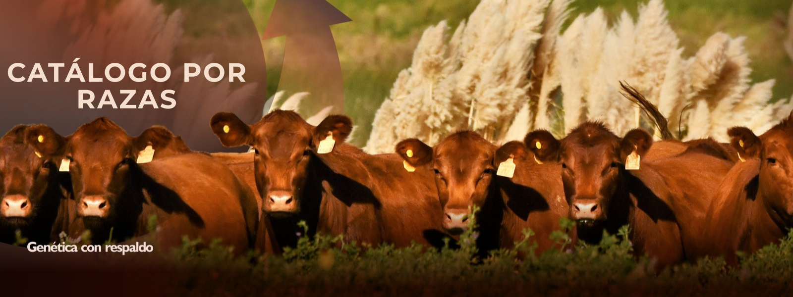 CATALOGO X RAZAS