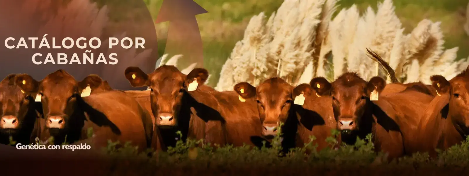 Catálogo por Cabañas
