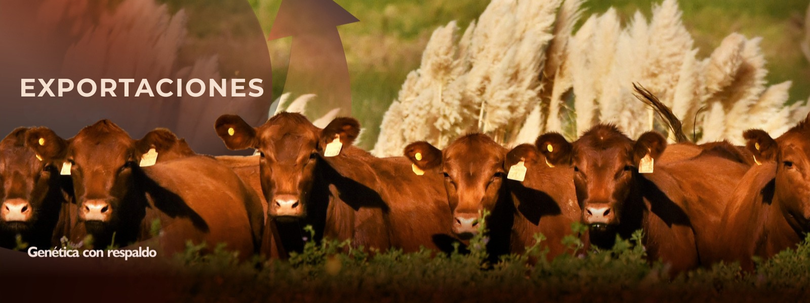 Exportaciones Exportaciones