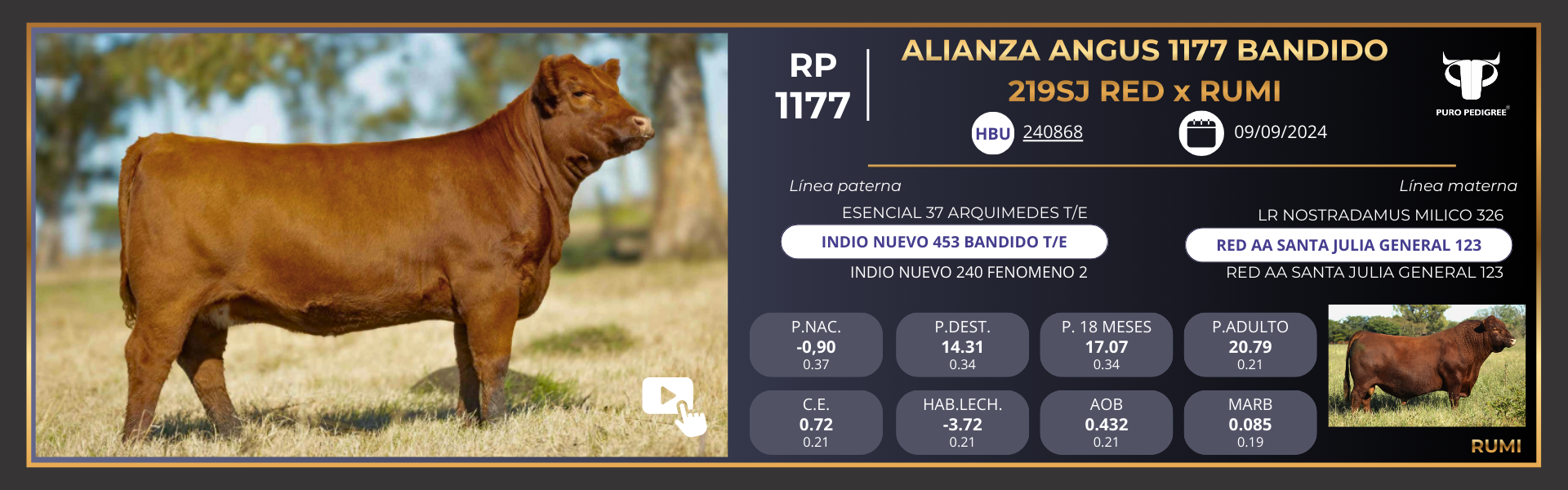 ALIANZA ANGUS 1177 BANDIDO 219SJ RED&nbsp;x RUMI