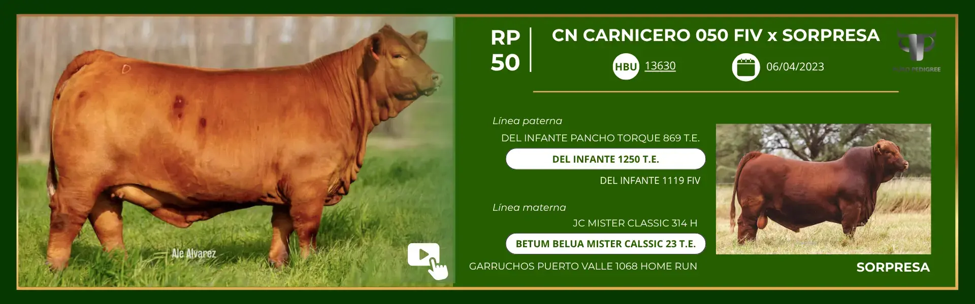 Ficha CN CARNICERO 050 FIV x SORPRESA