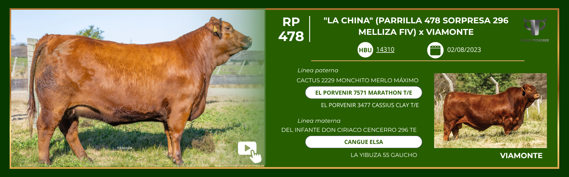 Ficha LA CHINA (PARRILLA 478 SORPRESA 296 MELLIZA FIV) x VIAMONTE