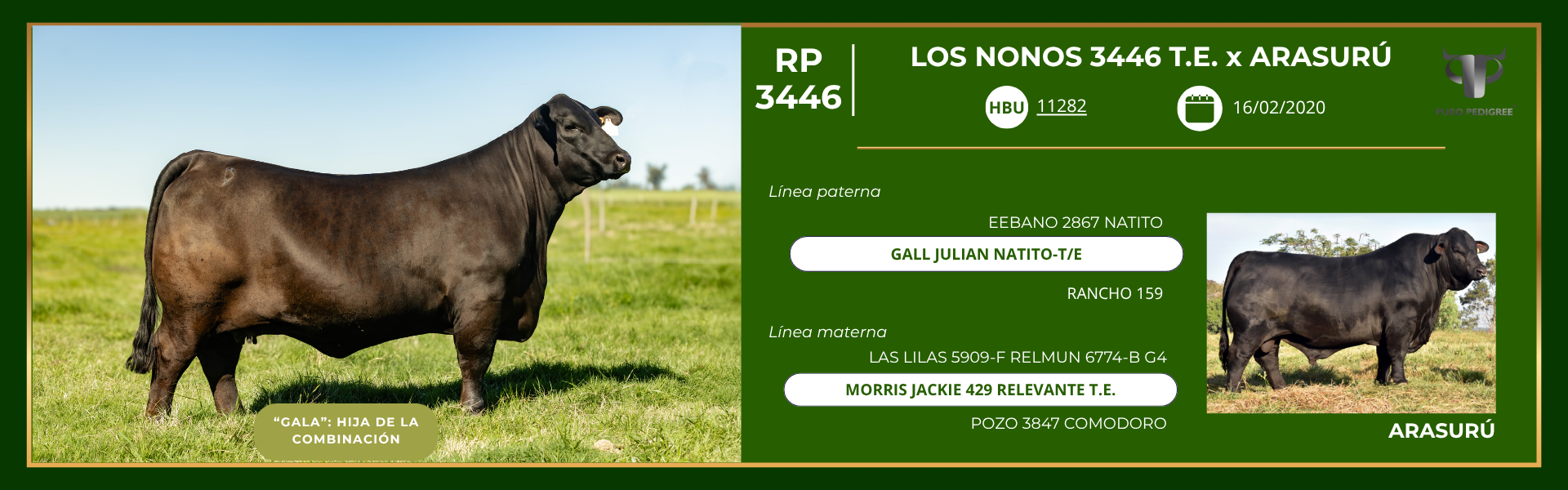 Ficha LOS NONOS 3446 T.E. x ARASURÚ