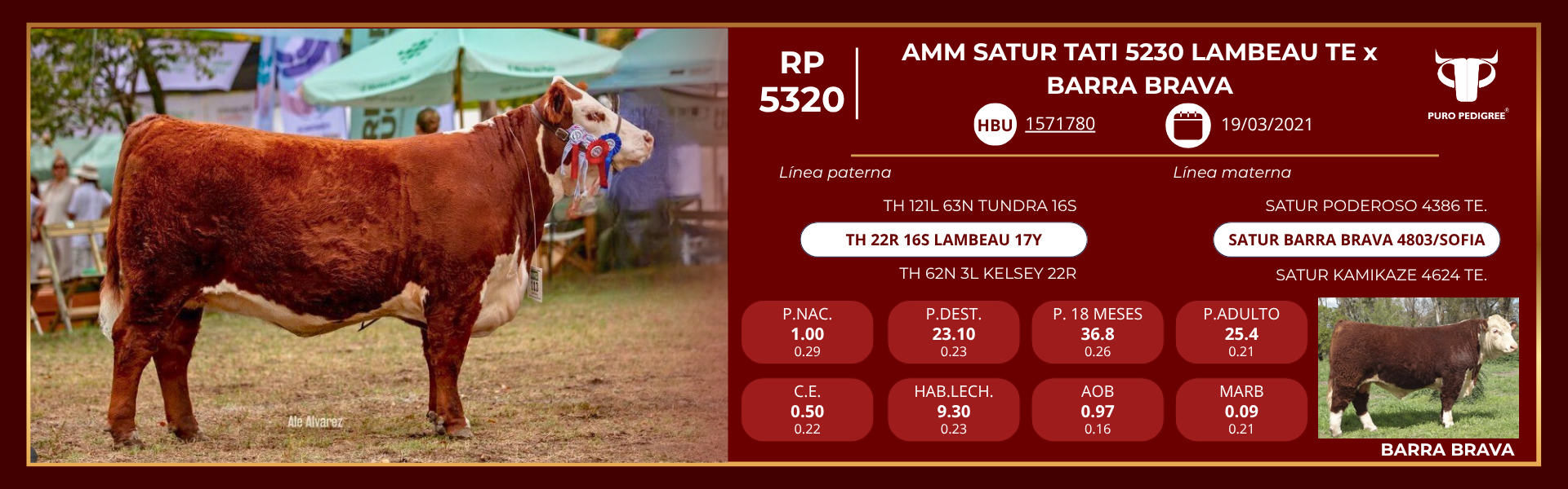 Ficha AMM SATUR TATI 5230 LAMBEAU TE x BARRA BRAVA Ficha AMM SATUR TATI 5230 LAMBEAU TE x BARRA BRAVA