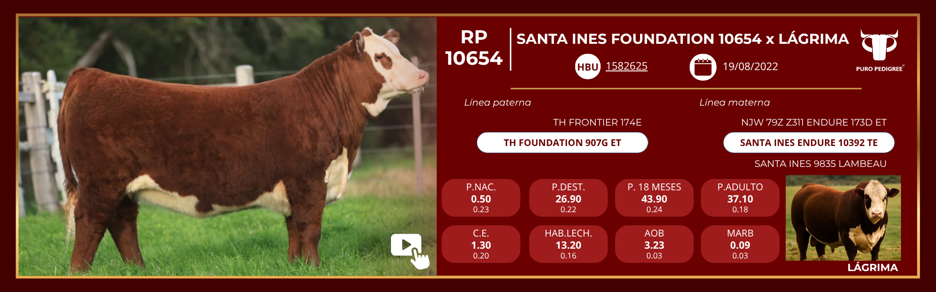 Ficha SANTA INES FOUNDATION 10654 x LÁGRIMA Ficha SANTA INES FOUNDATION 10654 x LÁGRIMA