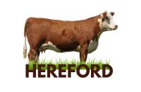 HEREFORD  VACA  ICONO
