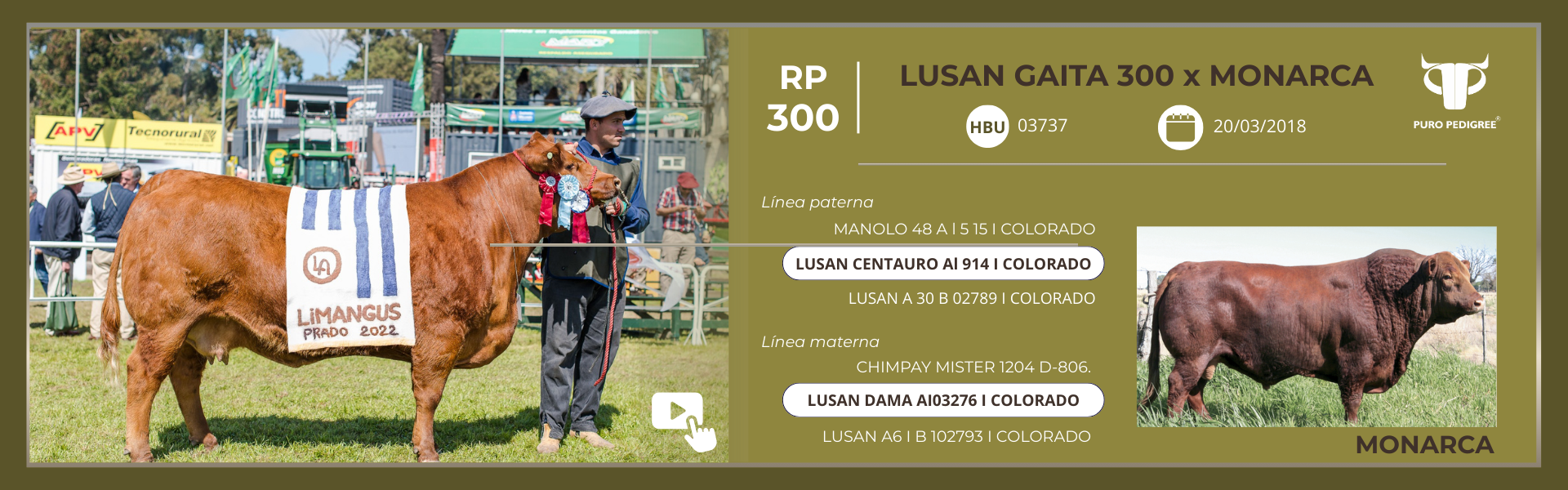 LIM - FICHA LUSAN GAITA 300 X MONARCA
