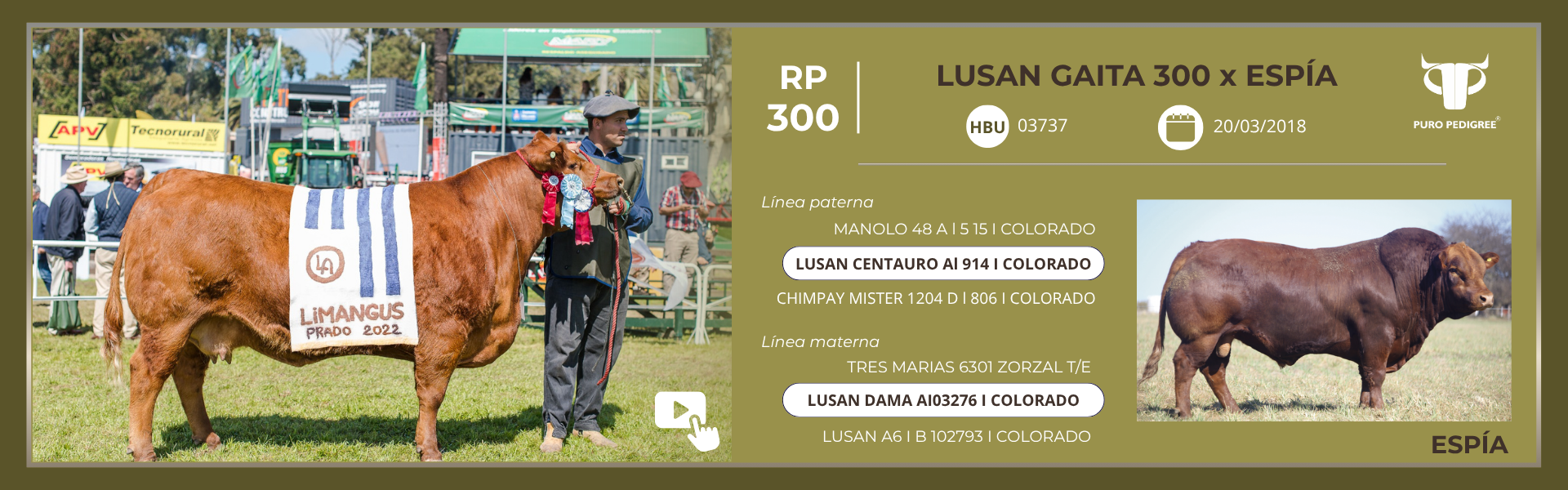 Ficha LUSAN GAITA 300 x ESPÍA