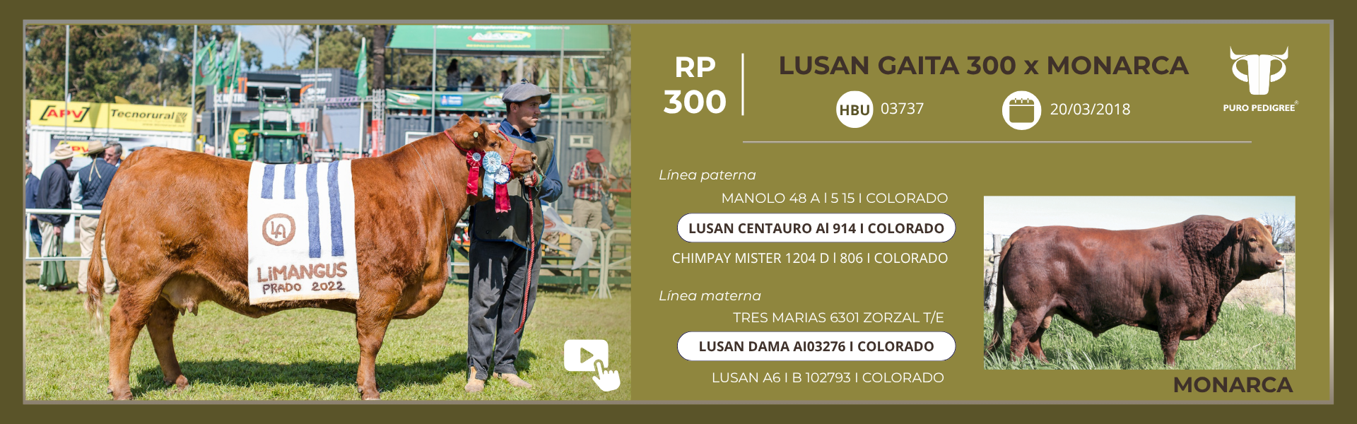 Ficha LUSAN GAITA 300 x MONARCA