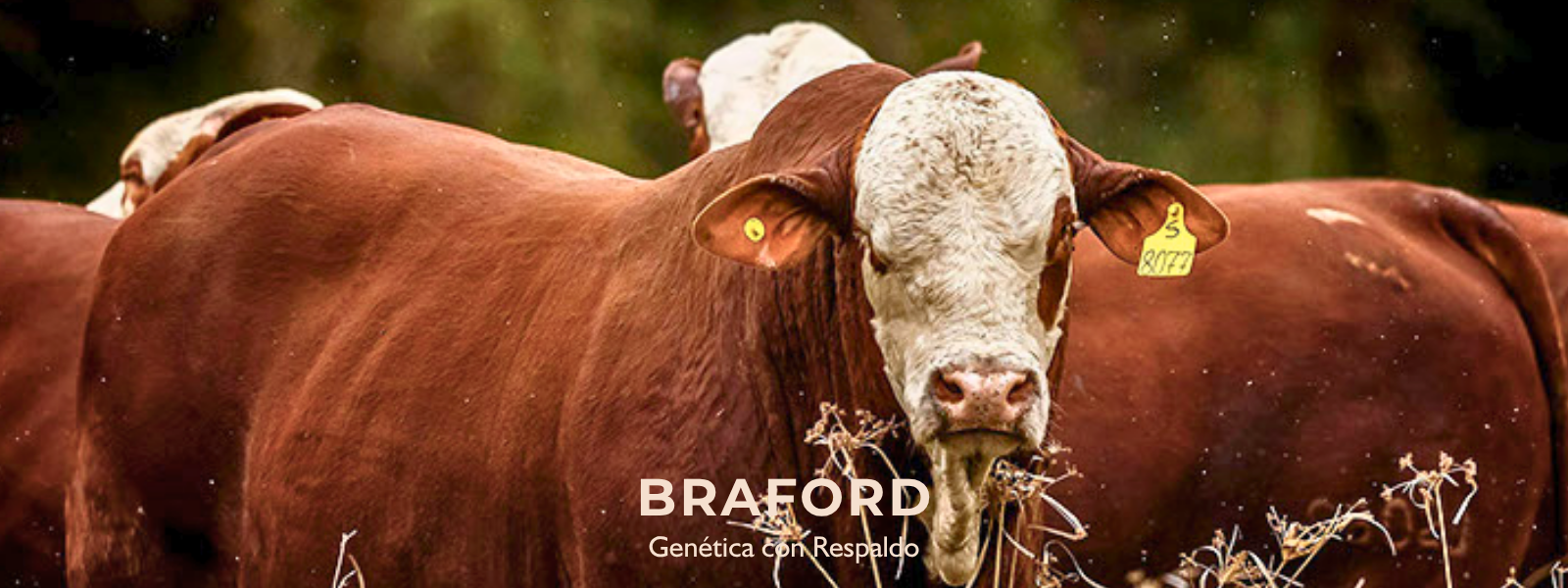 PORTADA BRAFORD 2 WEB