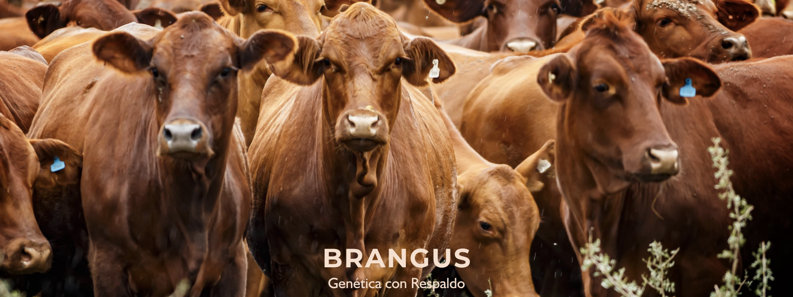 PORTADA BRANGUS 2 WEB