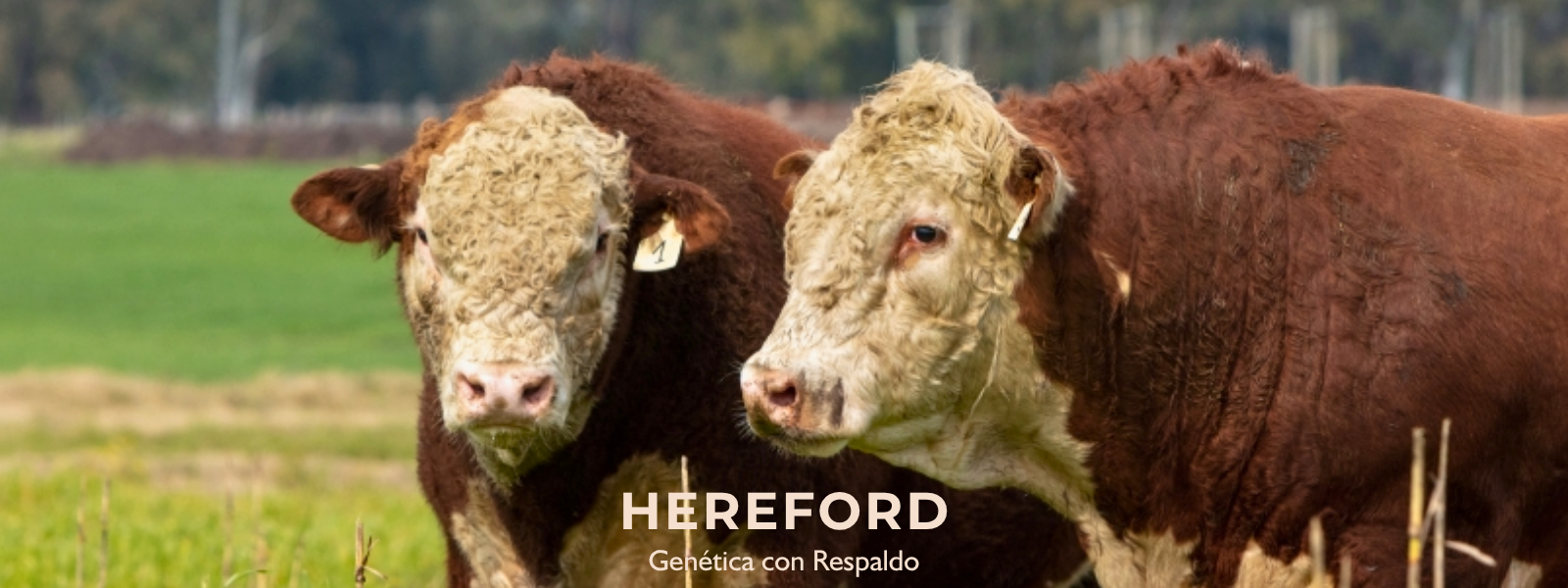 PORTADA HEREFORD 2 WEB PORTADA HEREFORD 2 WEB