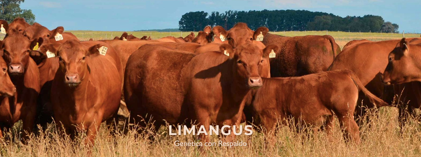 PORTADA LIMANGUS 2 WEB