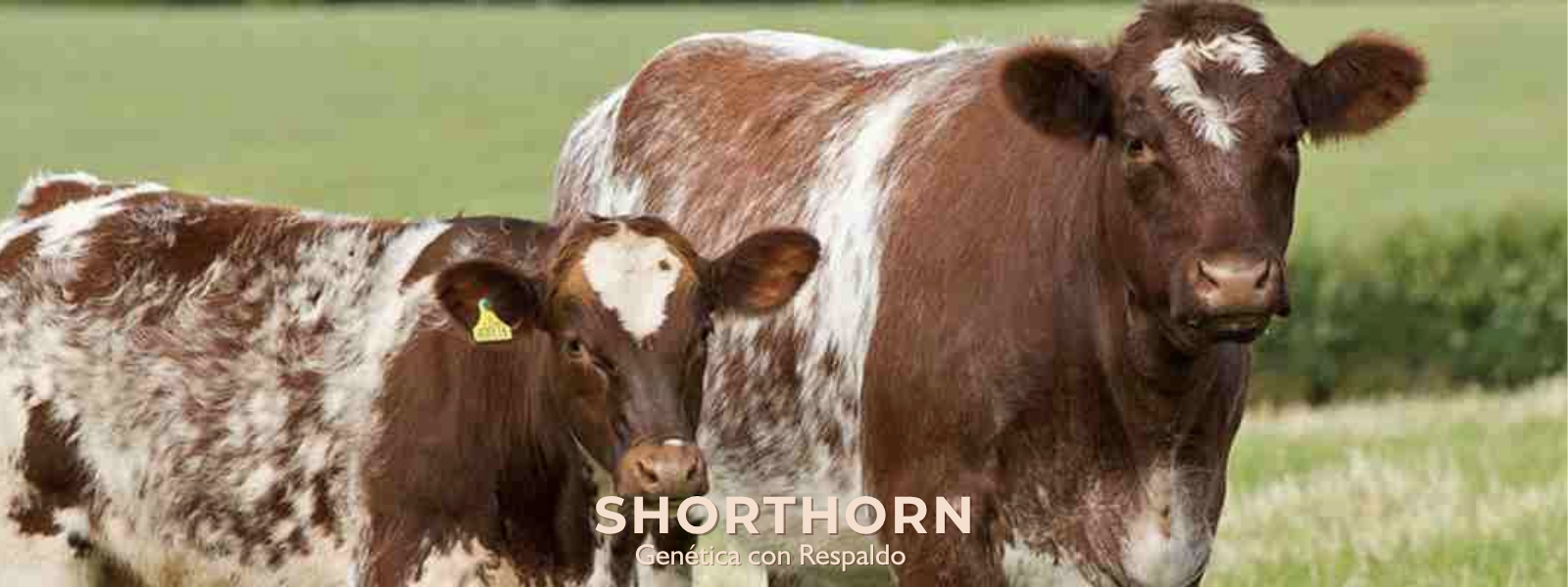 PORTADA SHORTHORN 2 WEB