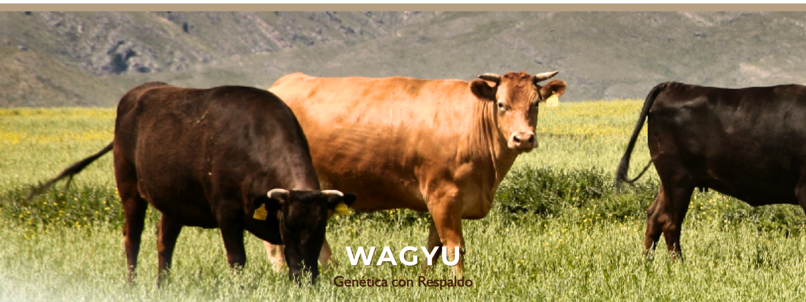 PORTADA WAGYU 2 WEB