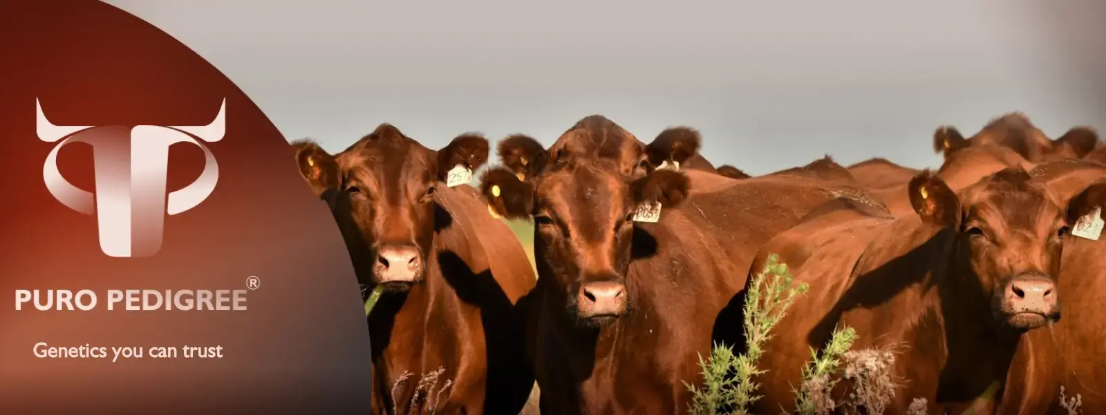 PORTADAS WEB PP (EN)