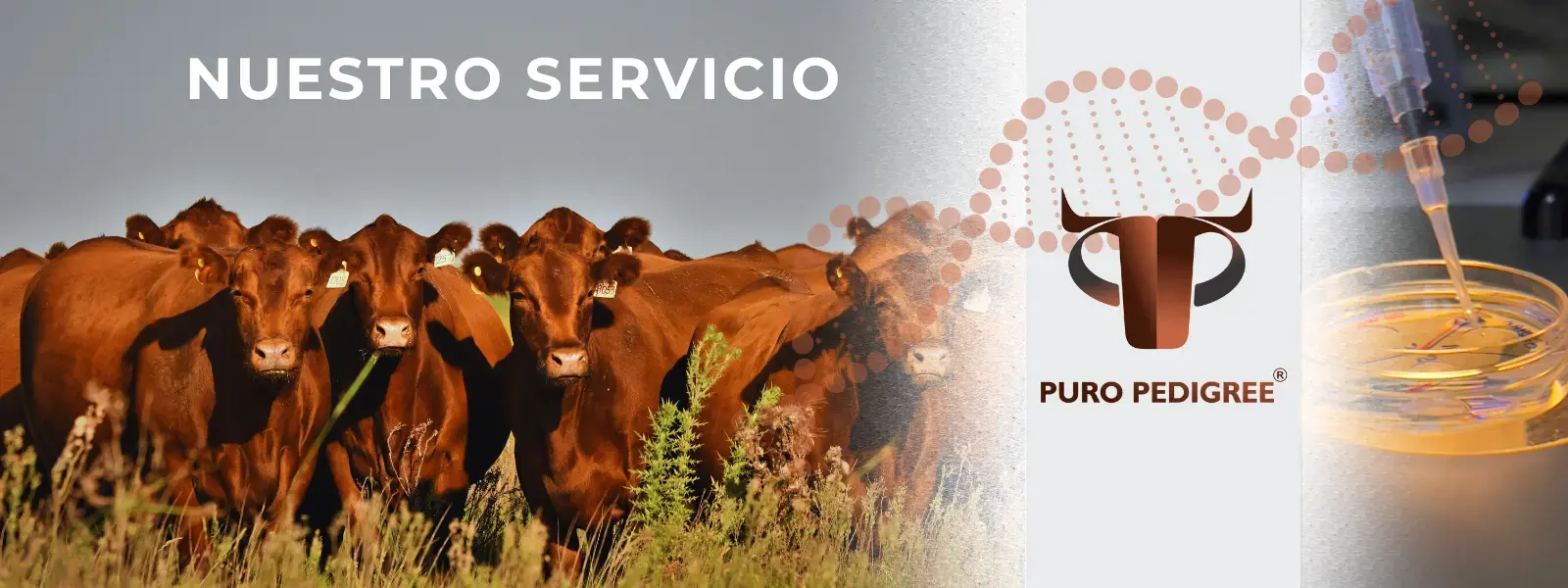 Portada Nuestro Servicio (1)