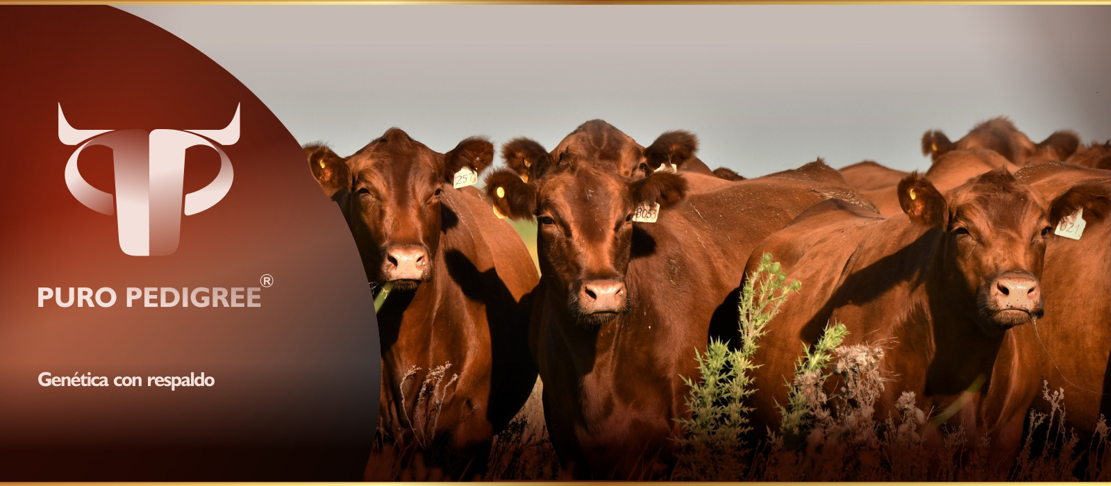 Portada Puropedigree.com