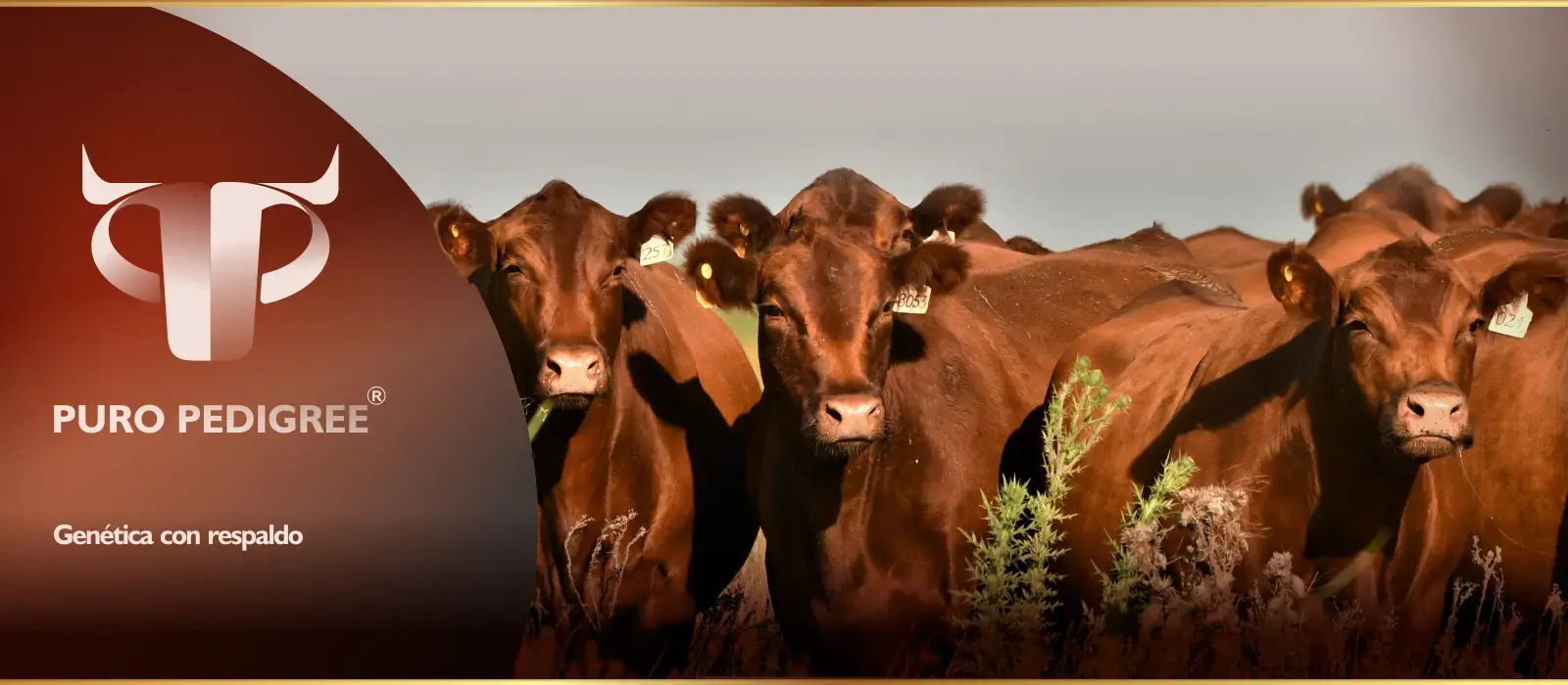 Portada Puropedigree.com