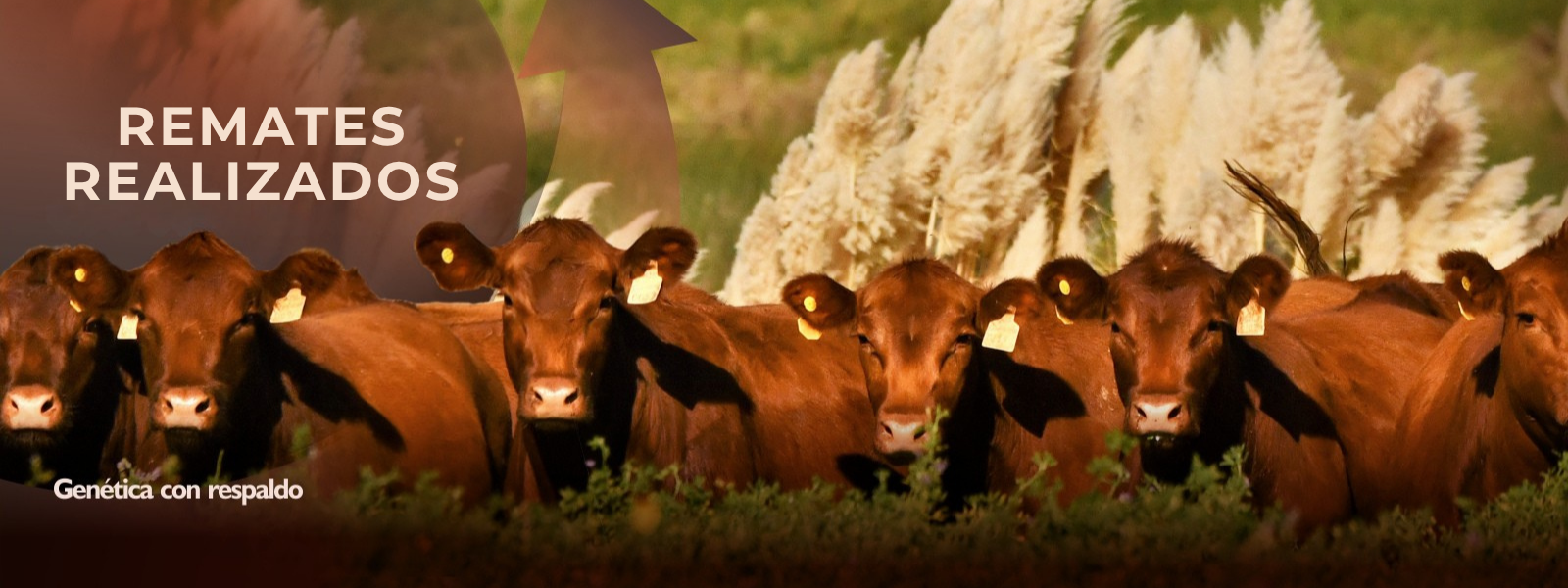 Remates Realizados Remates Realizados