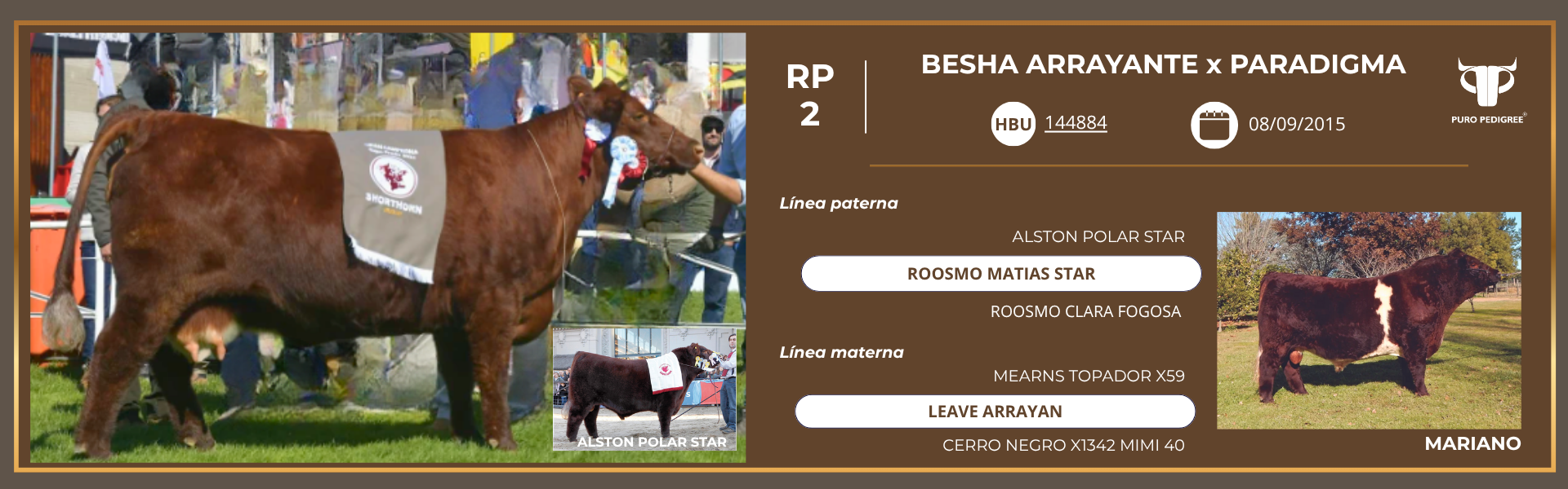 Ficha BESHA ARRAYANTE x PARADIGMA