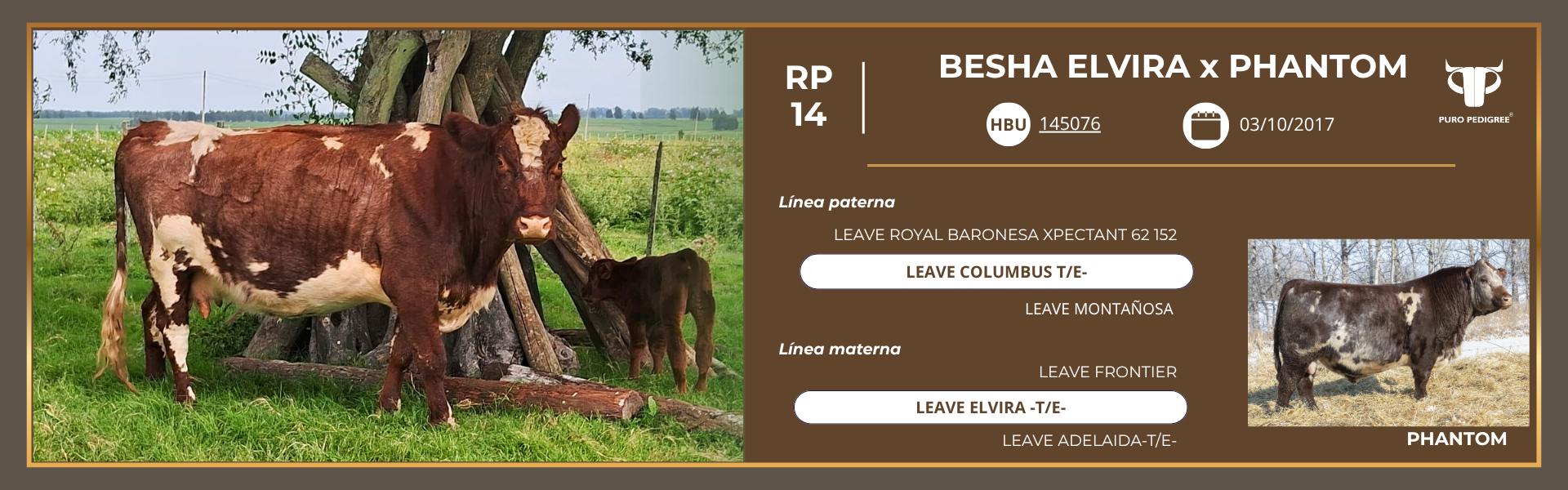 Ficha BESHA ELVIRA x PHANTOM