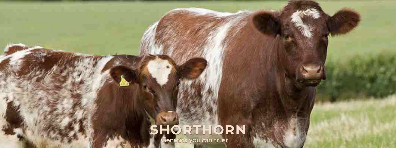 SHORTHORN (EN)