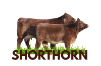 SHORTHORN VACA  ICONO