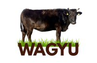 WAGYU  VACA  ICONO