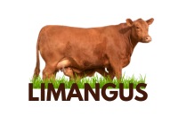 limangus  VACA  ICONO